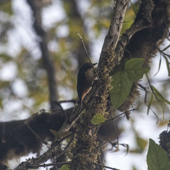 Sitta himalayensis