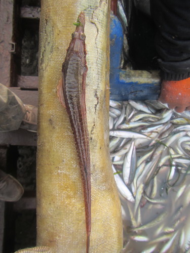 Tubenose poacher (Brachyopsis segaliensis) — Agonidae — 3