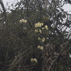 Rhododendron dalhousieae