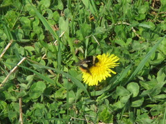 Bombus hypocrita
