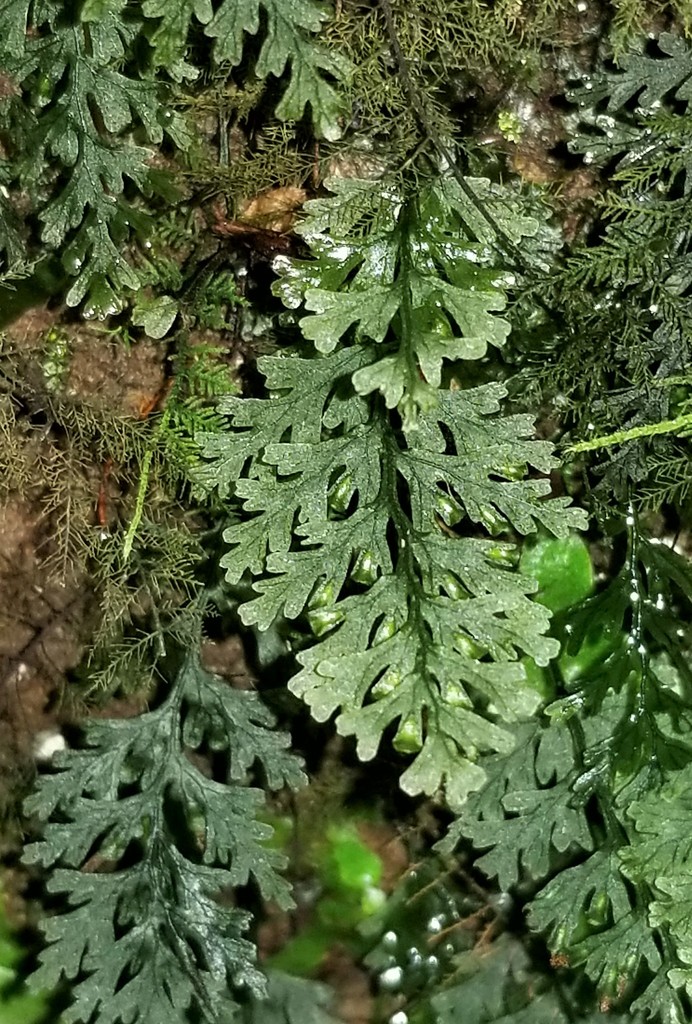 Crepidomanes draytonianum