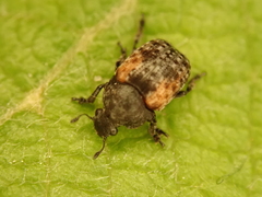 Anthribus scapularis