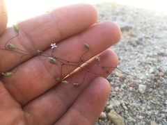 Nemacladus secundiflorus robbinsii