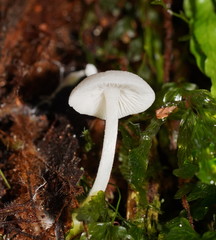 Entoloma albidosimulans
