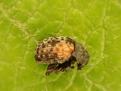 Anthribus scapularis
