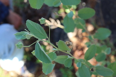 Sida ovata