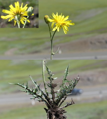 Crepis crocea