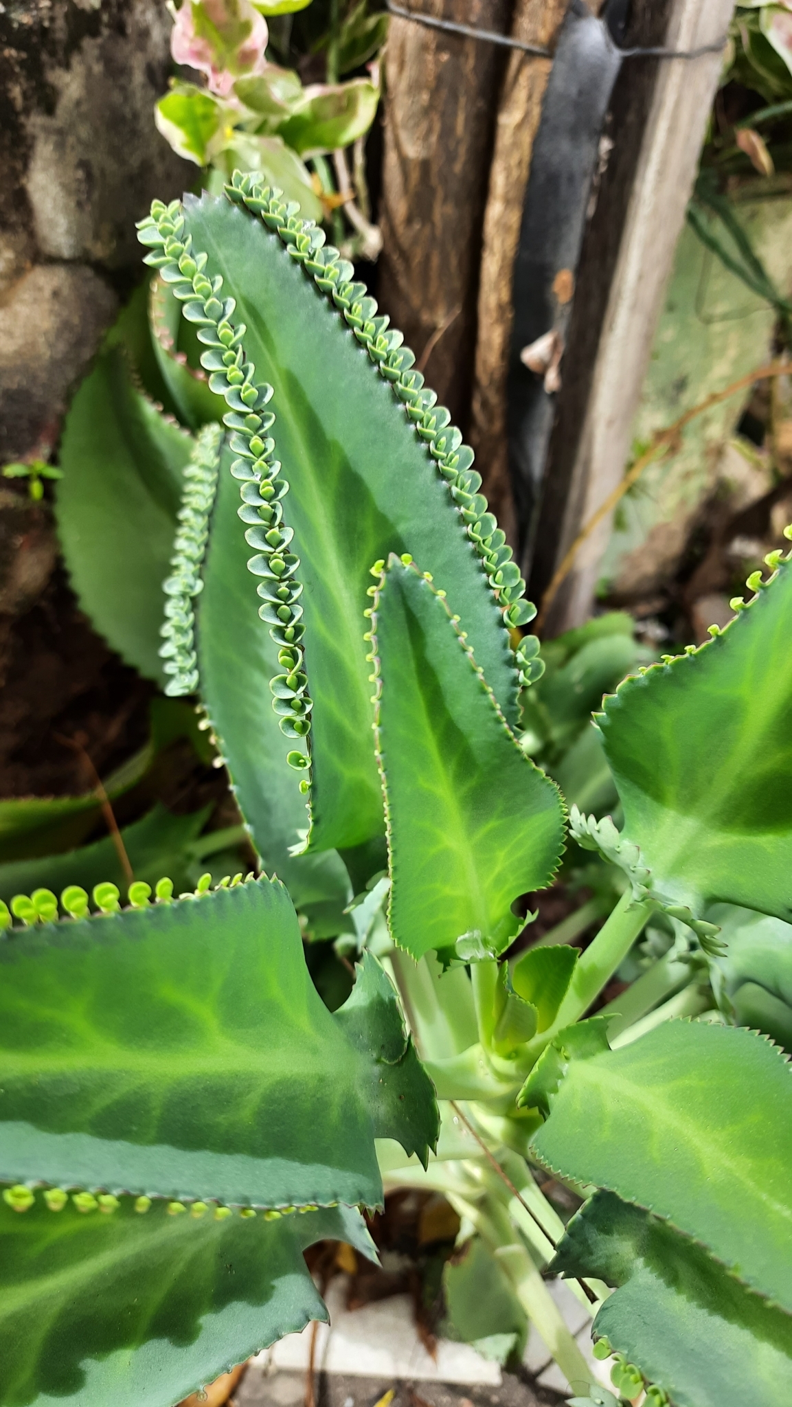 Kalanchoe laetivirens