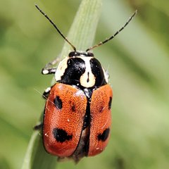 Cryptocephalus octopunctatus