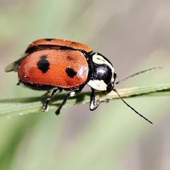 Cryptocephalus octopunctatus