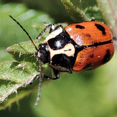 Cryptocephalus octopunctatus