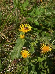 Pentanema britannica