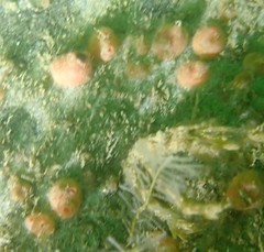 Dendrodoa grossularia