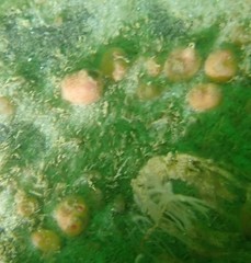 Dendrodoa grossularia