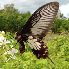 Pachliopta pandiyana