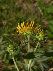 Pentanema britannica