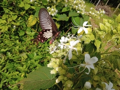 Pachliopta pandiyana