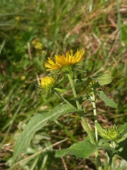 Pentanema britannica