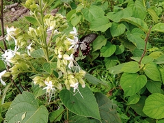 Pachliopta pandiyana