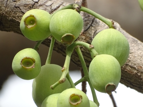 Water Pear