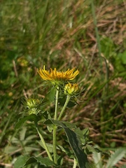 Pentanema britannica