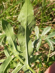 Pentanema britannica