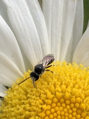 Hylaeus hyalinatus