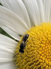 Hylaeus hyalinatus