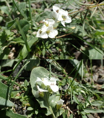 Crucihimalaya rupicola