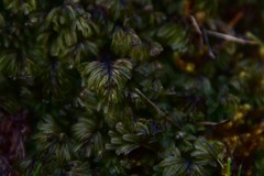 Hymenophyllum wilsonii