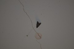 Alpheias transferens