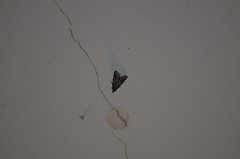 Alpheias transferens