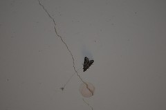 Alpheias transferens