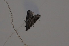 Alpheias transferens