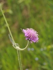 Knautia arvernensis