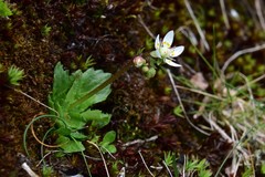 Micranthes stellaris