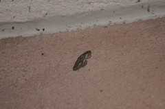 Aethaloida packardaria