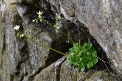 Micranthes stellaris