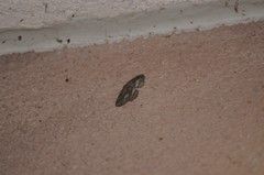 Aethaloida packardaria