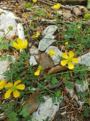 Ranunculus tuberosus