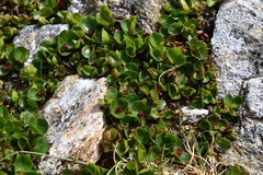 Salix herbacea