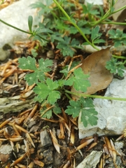 Ranunculus tuberosus