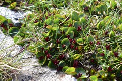 Salix herbacea