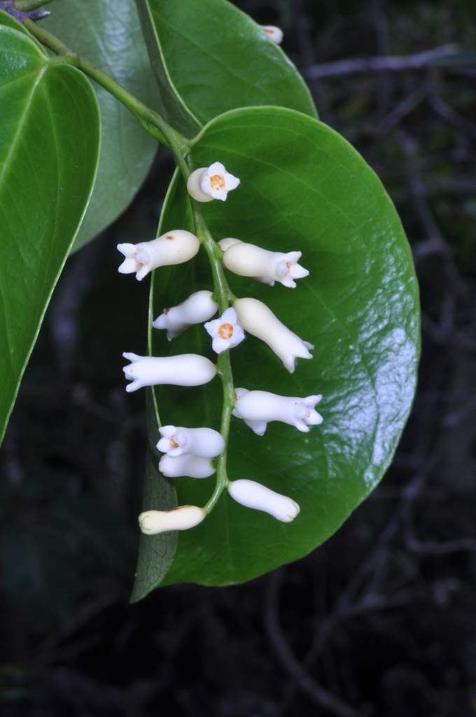 Lacebark tree (Lagetta lagetto) - Botanical Realm