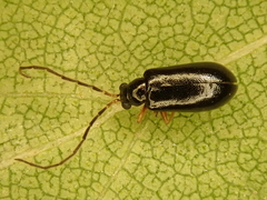 Luperus longicornis