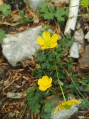 Ranunculus tuberosus