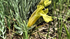Cymbaria daurica