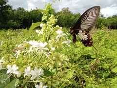 Pachliopta pandiyana