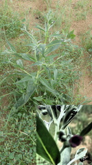 Cynoglossum divaricatum