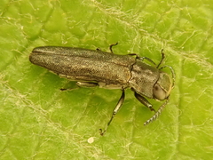 Agrilus laticornis